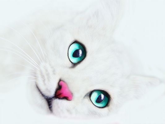click to free download the wallpaper--Pictures Cats, White Cat with Blue Eyes, Beautiful and Impressive
