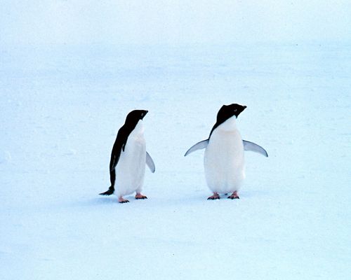 click to free download the wallpaper--Pictures of Cute Animals, Two Penguins in the Snow World, Shall Never Leave Each Other