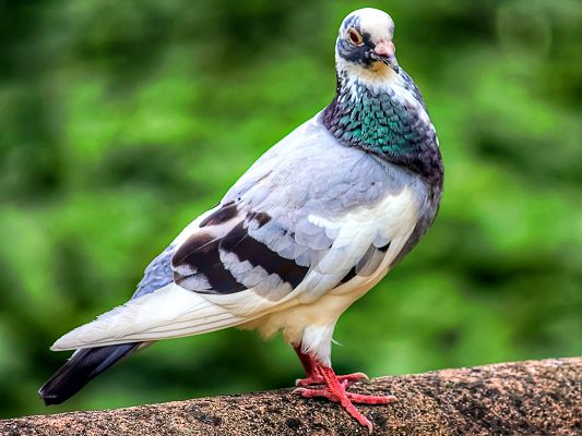 click to free download the wallpaper--Pigeon Bird Photography, Head Kept Up, Decent and Proud Animal
