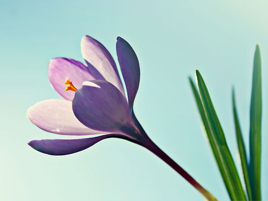 click to free download the wallpaper--Pink Crocus Flowers, Lonely Flower Blooming, Unique Beauty 