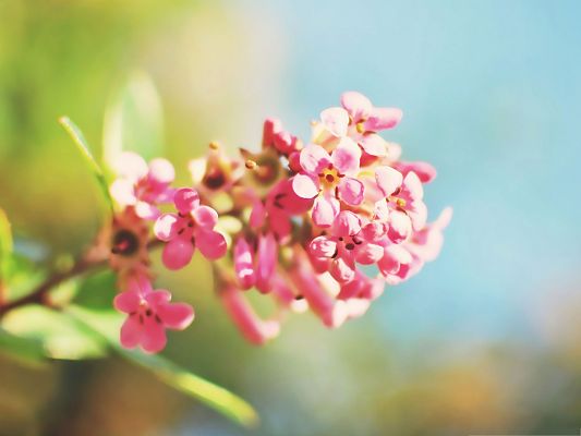 click to free download the wallpaper--Pink Flower Image, Little Blooming Flowers Under the Blue Sky, Incredible Scene