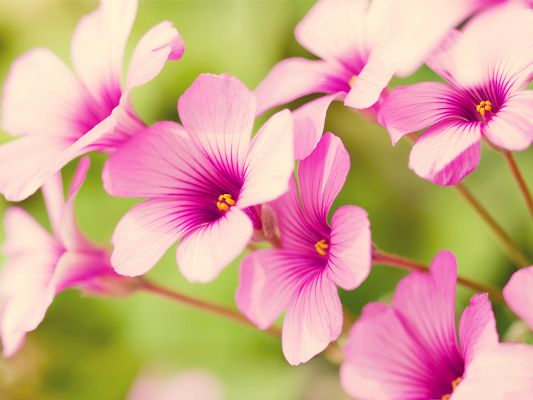click to free download the wallpaper--Pink Flower Petals, Small Flowers Blooming, Nice-Looking and Impressive