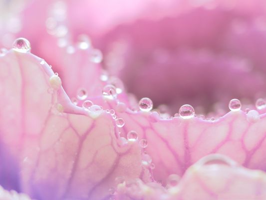click to free download the wallpaper--Pink Flower Photography, Morning Dew All Over, Great Morning Scene