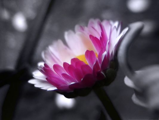 click to free download the wallpaper--Pink Flower Photography, Small Flower on Black and White Background, Incredible Scene