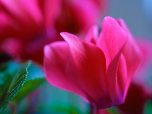 click to free download the wallpaper--Pink Flower Picture, Beautiful and Bright Flower on Micro Focus, Incredible Look