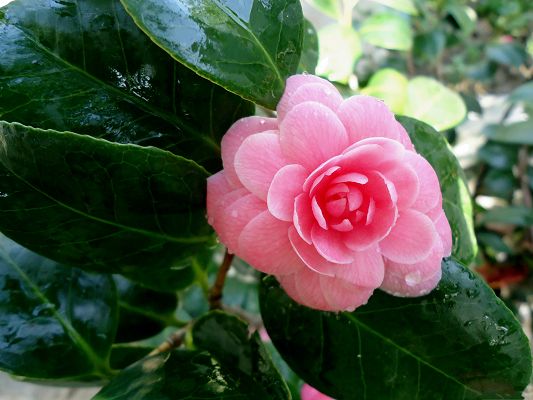 click to free download the wallpaper--Pink Flower Pictures, Beautiful Flower in Bloom, Green Leaves Around