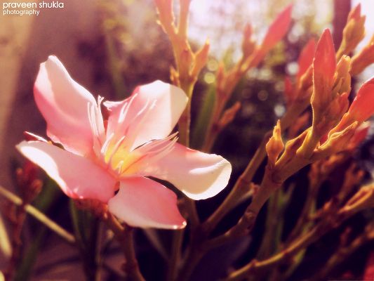 click to free download the wallpaper--Pink Flower Pictures, Beautiful Flower in Bloom, Under Sunshine