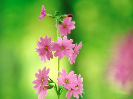 click to free download the wallpaper--Pink Flower Wallpaper, Little Pink Flowers on Green Background, Incredible Look