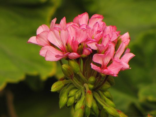 click to free download the wallpaper--Pink Flowers Image, Beautiful Flower in Bloom, Green Leaves Around