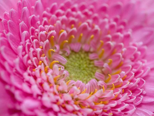 click to free download the wallpaper--Pink Flowers Image, Blooming Flowers and Green Stem, Nice-Looking and Impressive