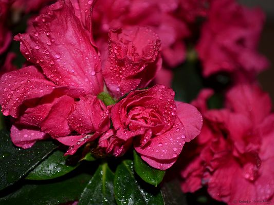 click to free download the wallpaper--Pink Flowers Image, Blooming Flowers with Rain Drops, Fresh and Clean Scene