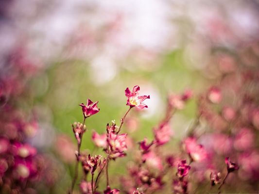 Pink Flowers Image, Small Blooming Flowers on Green Background, Combine Great Scene