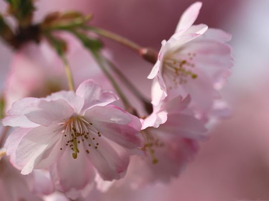 click to free download the wallpaper--Pink Flowers Photography, Little Blooming Flowers, Gaining New Life in Spring
