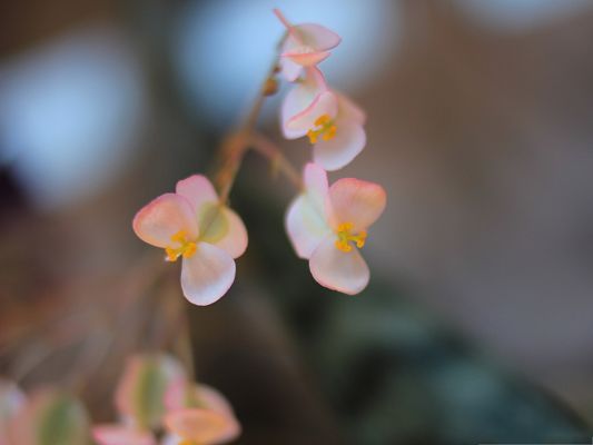 click to free download the wallpaper--Pink Flowers Picture, Tiny Flower in Bloom, Fuzzy Background