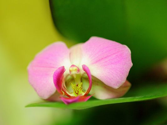 click to free download the wallpaper--Pink Orchid Flower, Beautiful Flower on a Green Leaf, What a Contrast!