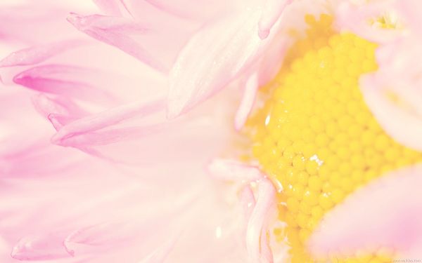 click to free download the wallpaper--Pink Petals Fully Stretched, Watering Honey in the Middle, the Flower is Somehow Light and Impressive - Natural Plant Wallpaper