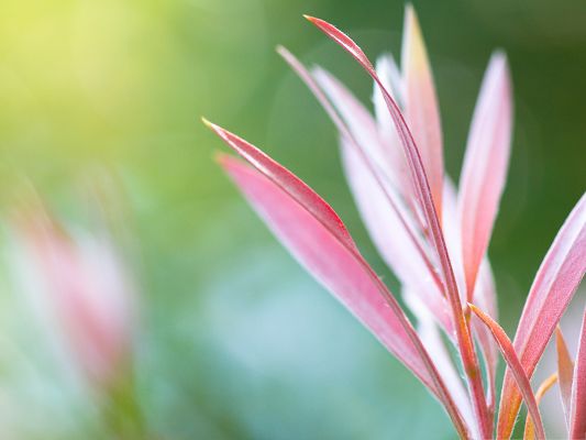 click to free download the wallpaper--Pink Plant Photography, Pink and Prosperous Plants on Green Background