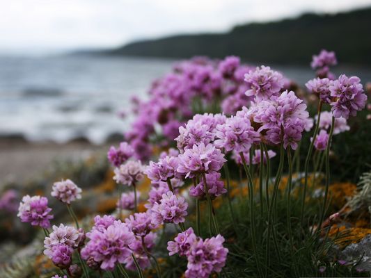 click to free download the wallpaper--Pink Small Flowers, Beautiful Flowers in Bloom, Great Addition to Beach Scene