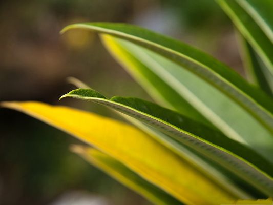 click to free download the wallpaper--Plant Leaves Bokeh, Green Plants Curled Up at the Edge, Macro Focus