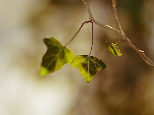 click to free download the wallpaper--Plant Twig Photography, Green Leaves Turning Dry and Brown, Early Autumn Scene