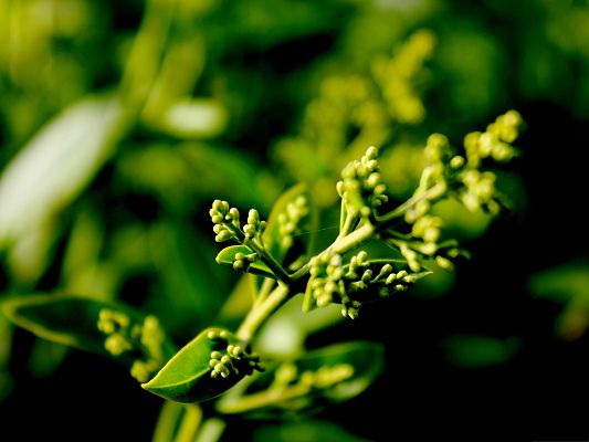 click to free download the wallpaper--Plant in Buds, Green Scene, the Best is Yet to Come