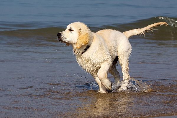 click to free download the wallpaper--Playful Golden Retrievers by Seaside