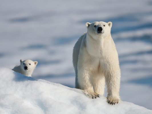 click to free download the wallpaper--Polar Bear and Baby, Little Polar Bear Following Behind, Sweet Cutie!