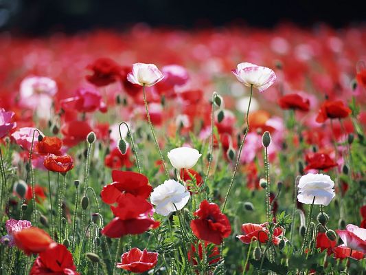 click to free download the wallpaper--Poppy Flower Image, Bright-Colored Flowers, Beautiful Girl in the Best Age