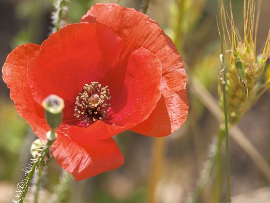 Poppy Flower Pics, Red Flower and Tall Wheats, Add to Each Other's Beauty