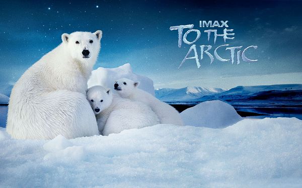 click to free download the wallpaper--Poster of to the Arctic, Relationship is Close and Happy, Keep This, And You'll Conquer Everything - Movie & TV Wallpaper