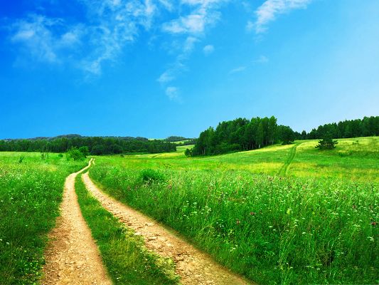 click to free download the wallpaper--Prosperous Nature Landscape, Tall Trees Among Green Grass, Under the Blue Sky  