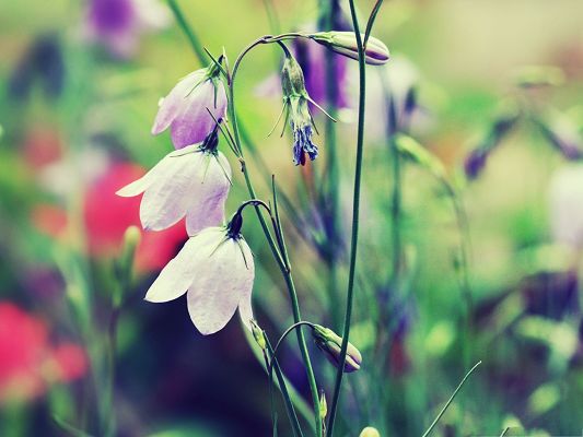 click to free download the wallpaper--Purple Bells Photography, Bell Flowers Lowering Down, in Bloom and Bud