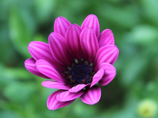 click to free download the wallpaper--Purple Flower Bokeh, Beautiful Blooming Flower Put Against Green Background