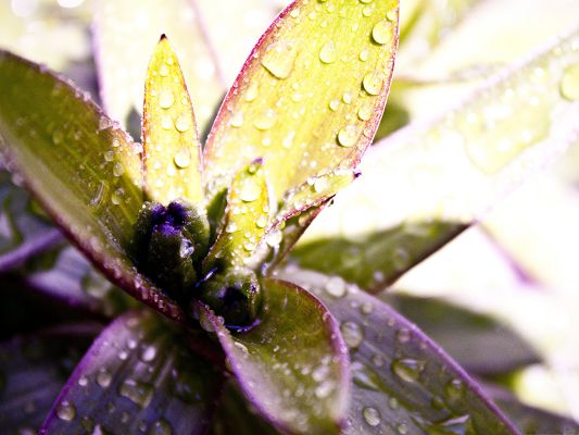 click to free download the wallpaper--Purple Flower Photo, Rain Drops on Blooming Flower, Fresh New World