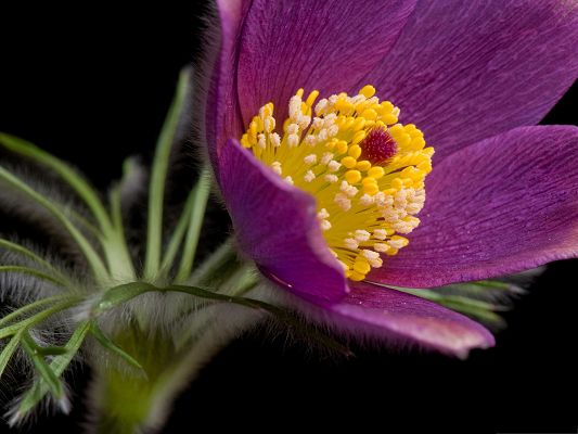 click to free download the wallpaper--Purple Flower Photos, Purple Petals and Yellow Stem, Incredible Scenery 