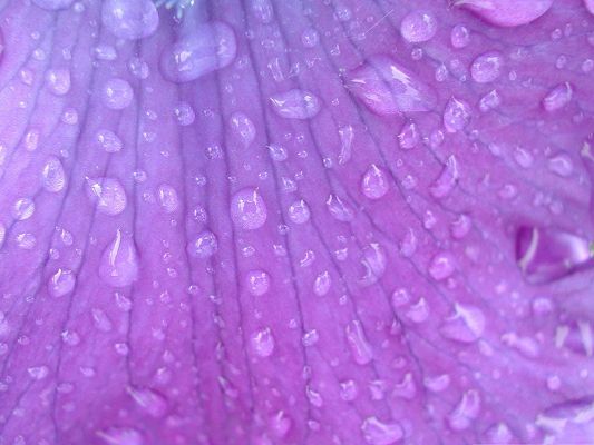 click to free download the wallpaper--Purple Flower Picture, Rain Drops All Over the Purple Petal, Clear Layers