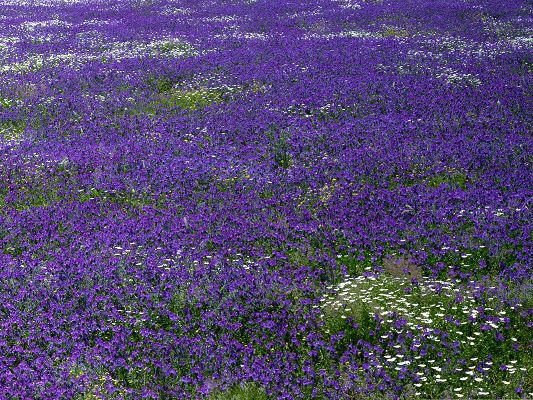 click to free download the wallpaper--Purple Flowers Field, Beautiful Flowers in Bloom, Impressive Scenery