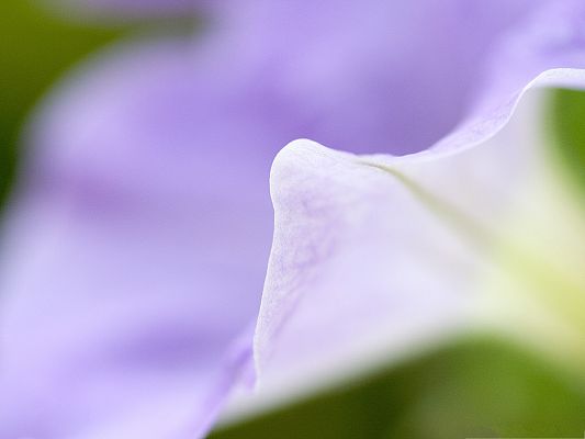 click to free download the wallpaper--Purple Flowers Image, Beautiful Flower Under Macro Focus, Amazing Look