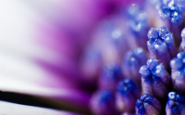 click to free download the wallpaper--Purple Flowers Image, Macro Flowers on Fuzzy Background, Incredible Scene
