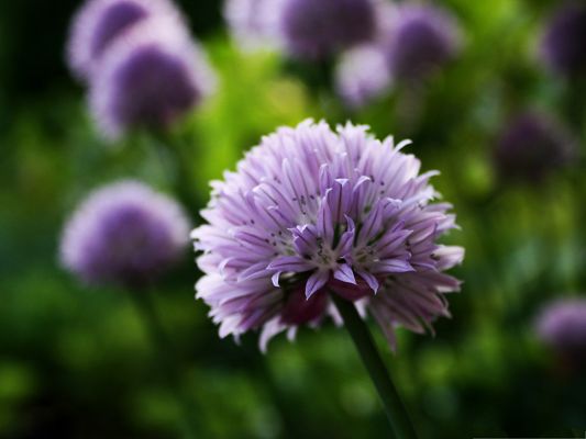 click to free download the wallpaper--Purple Flowers Image, Tiny Blooming Flower on Black Background