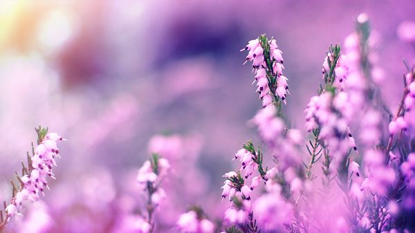 Purple Flowers Opening the Mouth to Smile, They Are Happy and Prosperous, Apply It, and You Gain Decency and Great Look - HD Natural Scenery Wallpaper