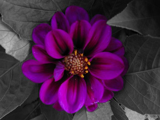 click to free download the wallpaper--Purple Flowers Picture, Blooming Beautiful Flower, Gray Background