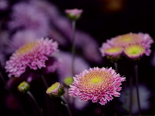 click to free download the wallpaper--Purple Flowers Picture, Blooming Flower in Bloom and Bud, Incredible Scene