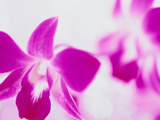 click to free download the wallpaper--Purple Flowers Picture, Small Flowers in Bloom, Put Against White Background