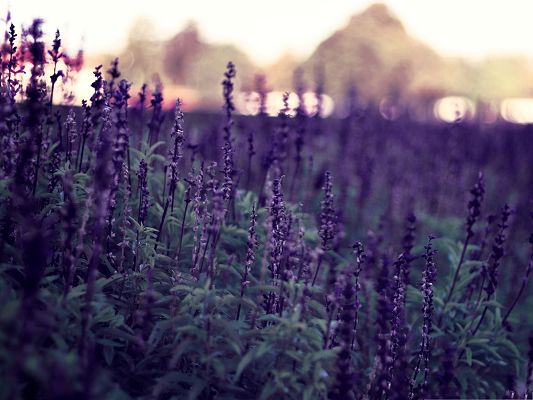 click to free download the wallpaper--Purple Lavender Flowers, Blooming Flowers and Green Grass, Amazing Scene