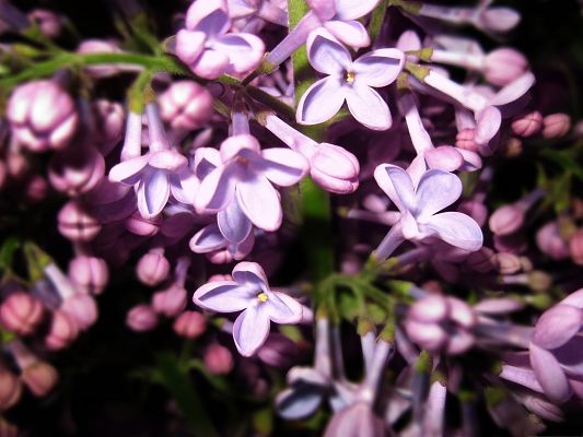 click to free download the wallpaper--Purple Lilac Flowers, Small Flowers in Bloom, Impressive Look