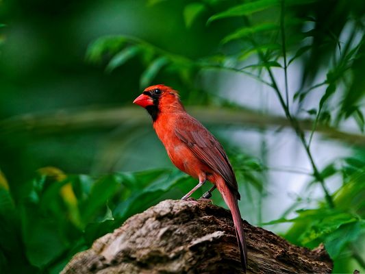 click to free download the wallpaper--Red Bird Image, Lonely Bird on Stone, Green Plants Surround