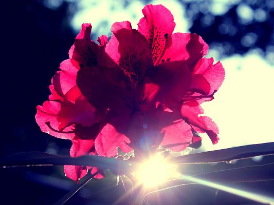 click to free download the wallpaper--Red Blooming Flower, Beautiful Flower Under the Sun, Impressive Look