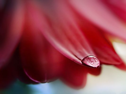 click to free download the wallpaper--Red Flower Macro, Rain Drop on Red Flower Petal, Incredible Scene