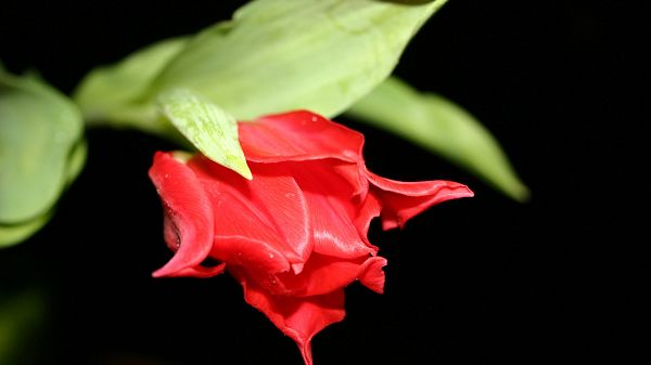 click to free download the wallpaper--Red Flower in Black Post in Pixel of 1920x1080, a Red Flower in Pretty Bloom, Black Background, Shall be Impressive and Fit - HD Natural Scenery Wallpaper